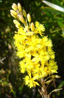 Bulbine favosa,  Vlakkenberg photographed by Retha Wareham
